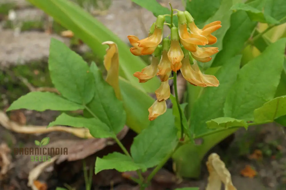 Lathyrus Aureus Seeds For A Flourishing Garden Experience-Embrace Nature’s Beauty!