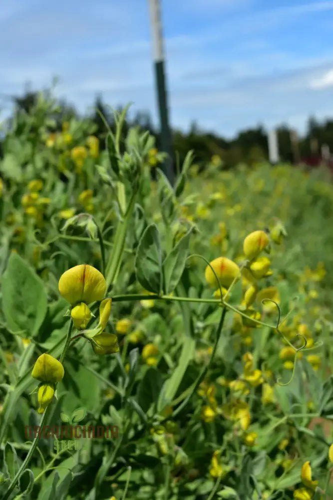 Lathyrus Chloranthus Seeds – Elevate Your Gardening Experience With Unique Stunning Blooms!