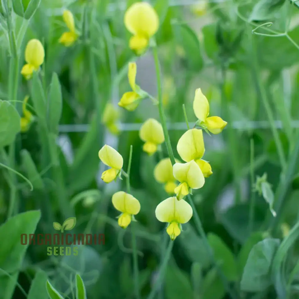 Lathyrus Chloranthus Seeds – Elevate Your Gardening Experience With Unique Stunning Blooms!