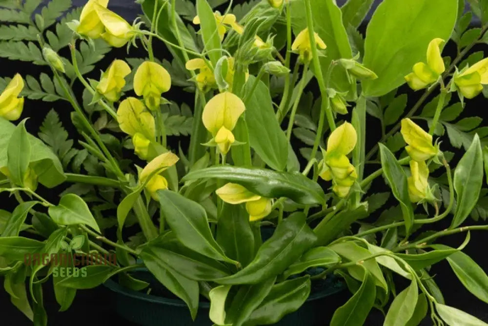 Lathyrus Chloranthus Seeds – Elevate Your Gardening Experience With Unique Stunning Blooms!