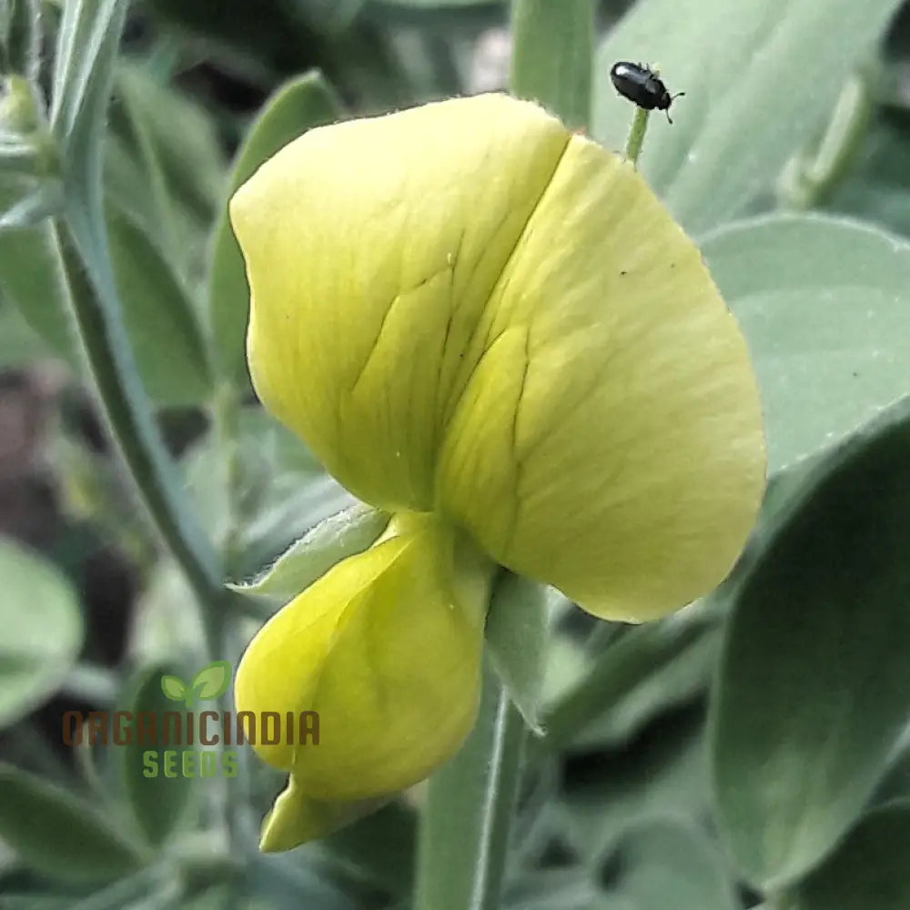 Lathyrus Chloranthus Seeds â€“ Elevate Your Gardening Experience With Unique Stunning Blooms!