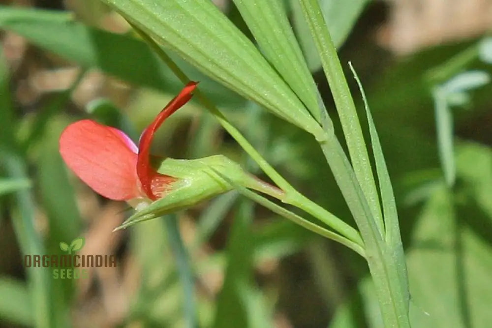 Lathyrus Sphaericus Seeds – Elevate Your Gardening Experience With Rare And Exquisite Blooms!