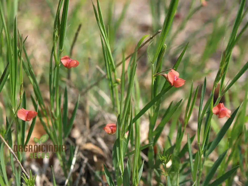 Lathyrus Sphaericus Seeds â€“ Elevate Your Gardening Experience With Rare And Exquisite Blooms!