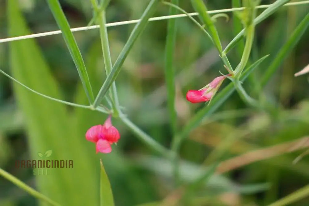 Lathyrus Sphaericus Seeds â€“ Elevate Your Gardening Experience With Rare And Exquisite Blooms!