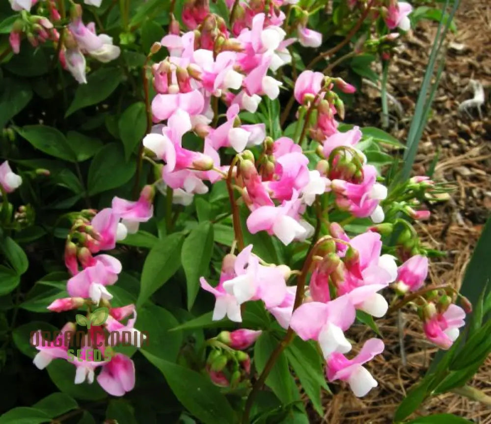 Lathyrus Vernus Albo Roseus Seeds – Elevate Your Gardening Experience With Delicate Beauty And