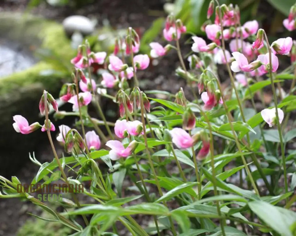 Lathyrus Vernus Albo Roseus Seeds – Elevate Your Gardening Experience With Delicate Beauty And