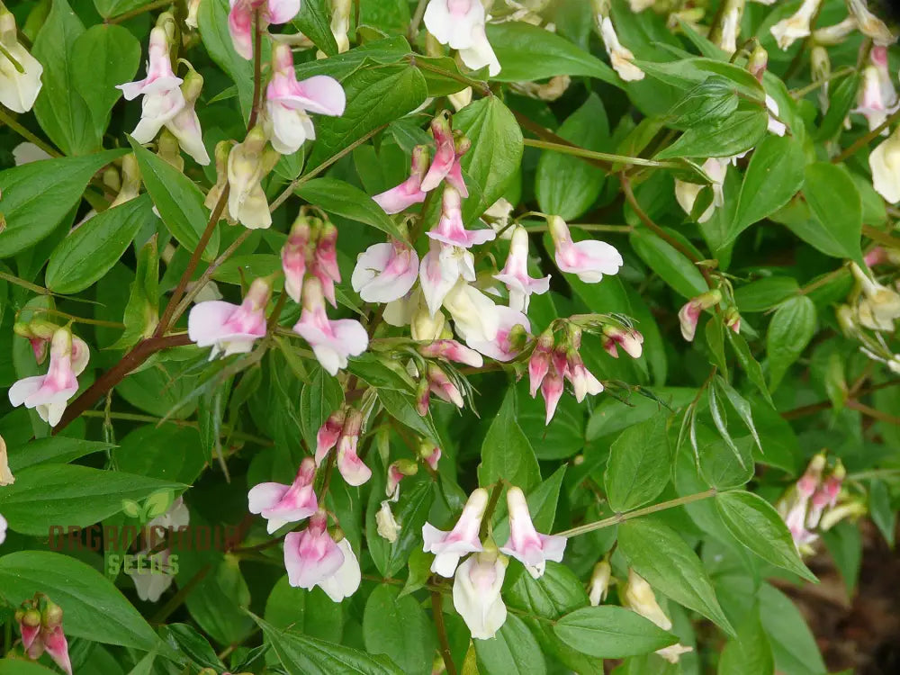 Lathyrus Vernus Albo Roseus Seeds – Elevate Your Gardening Experience With Delicate Beauty And