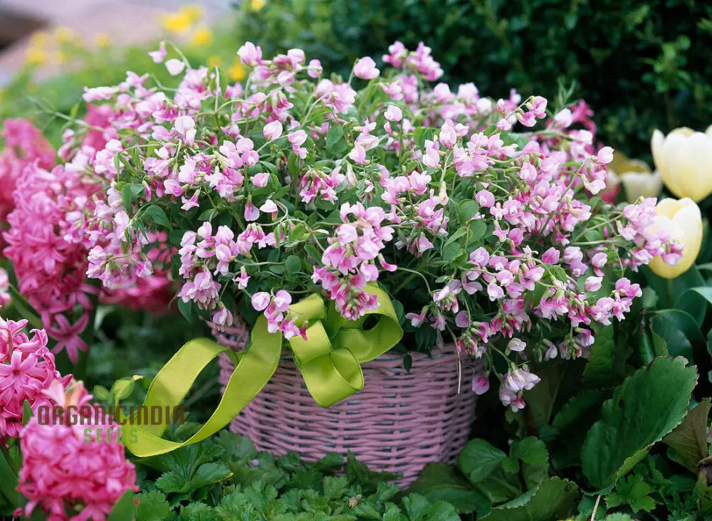 Lathyrus Vernus Albo Roseus Seeds – Elevate Your Gardening Experience With Delicate Beauty And