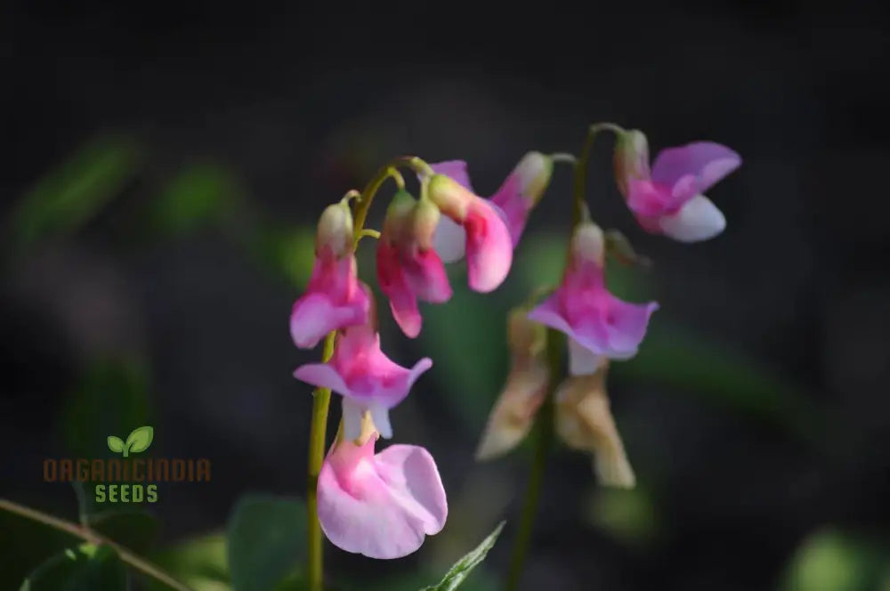 Lathyrus Vernus Albo Roseus Seeds – Elevate Your Gardening Experience With Delicate Beauty And