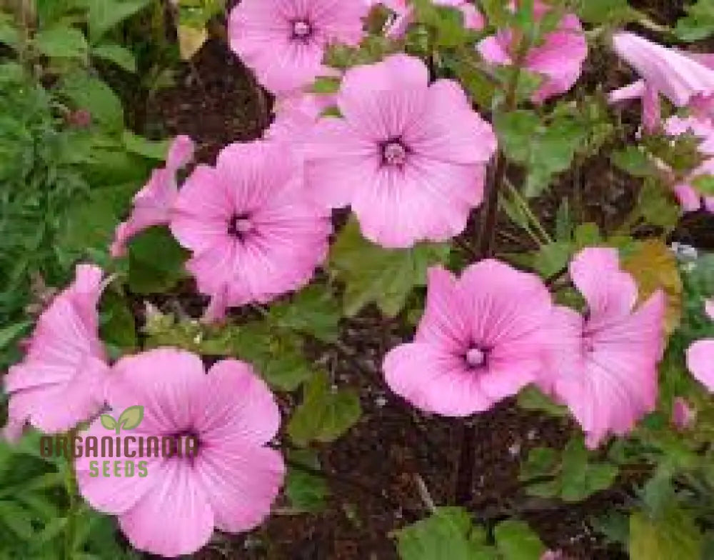 Lavatera Silver Cup Flower Seeds For Planting: Enhance Your Garden With Stunning Perennial Beauty