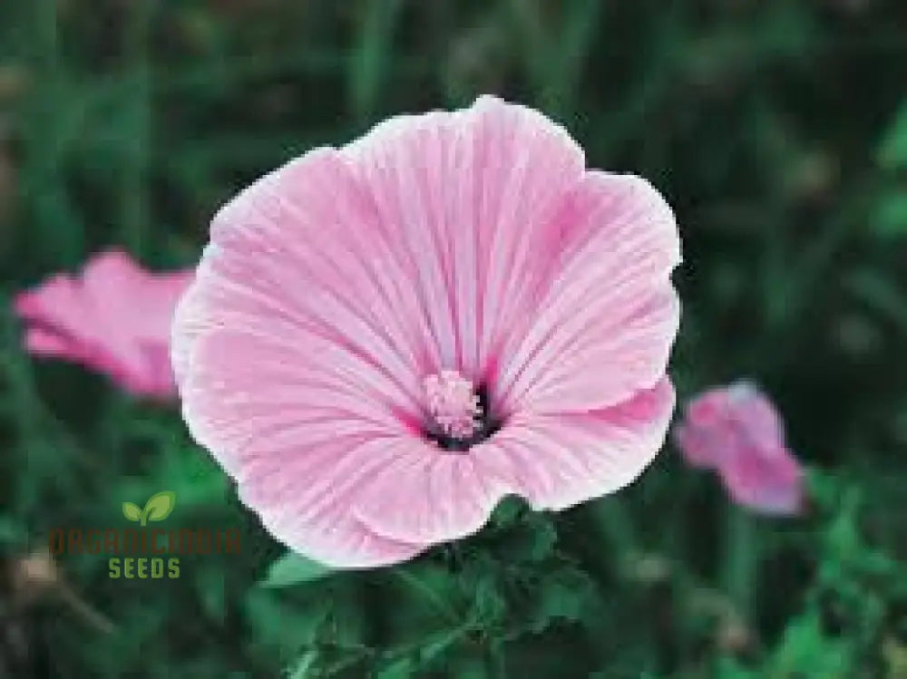 Lavatera Silver Cup Flower Seeds For Planting: Enhance Your Garden With Stunning Perennial Beauty