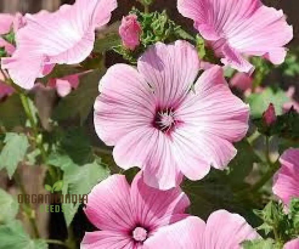 Lavatera Silver Cup Flower Seeds For Planting: Enhance Your Garden With Stunning Perennial Beauty