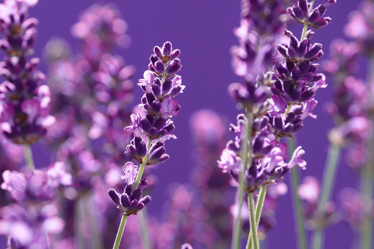 Violet Lavender Seeds – Classic Fragrant Blooms for Gardens & Aromatherapy