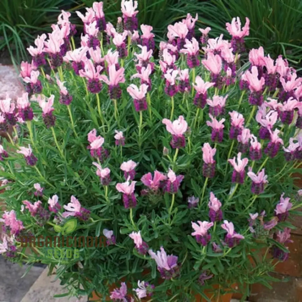 Lavender Bandera Pink Flower Seeds Cultivate Tranquility And Beauty In Your Garden With Expert Tips