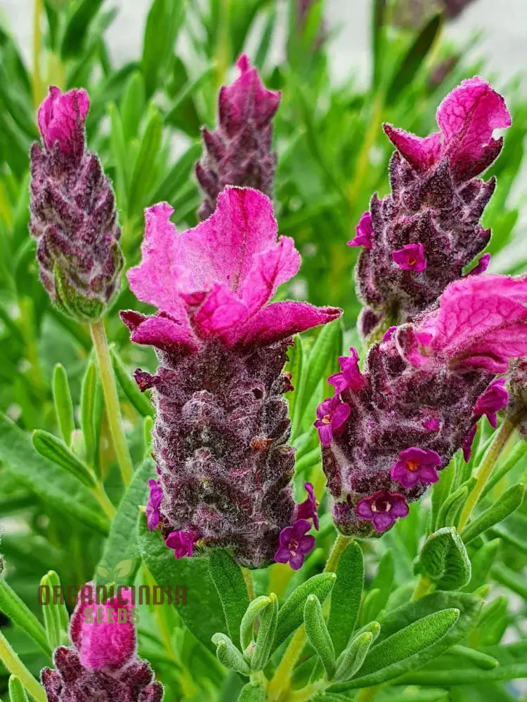 Lavender Bandera Pink Flower Seeds Cultivate Tranquility And Beauty In Your Garden With Expert Tips