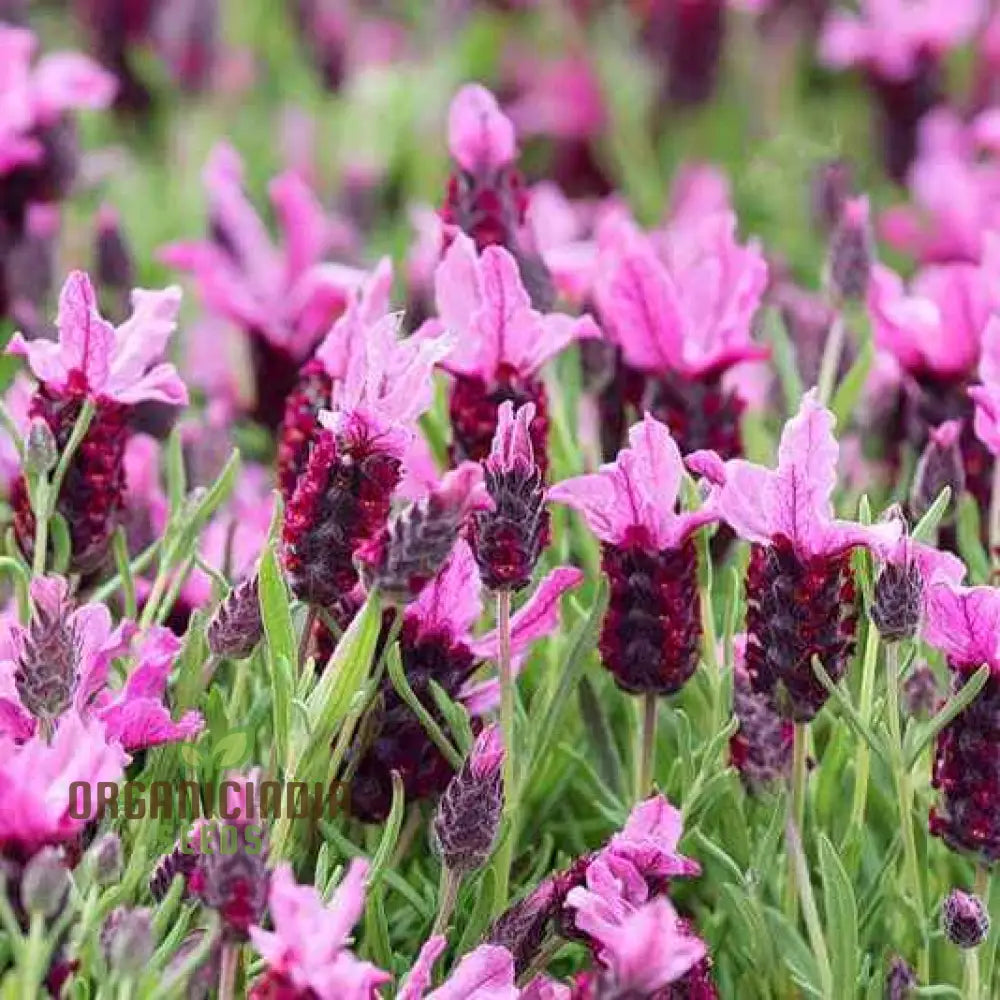 Lavender Bandera Pink Flower Seeds Cultivate Tranquility And Beauty In Your Garden With Expert Tips