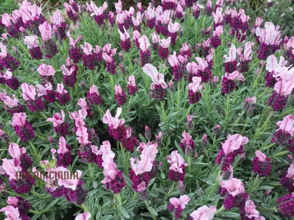 Lavender Bandera Pink Flower Seeds Cultivate Tranquility And Beauty In Your Garden With Expert Tips