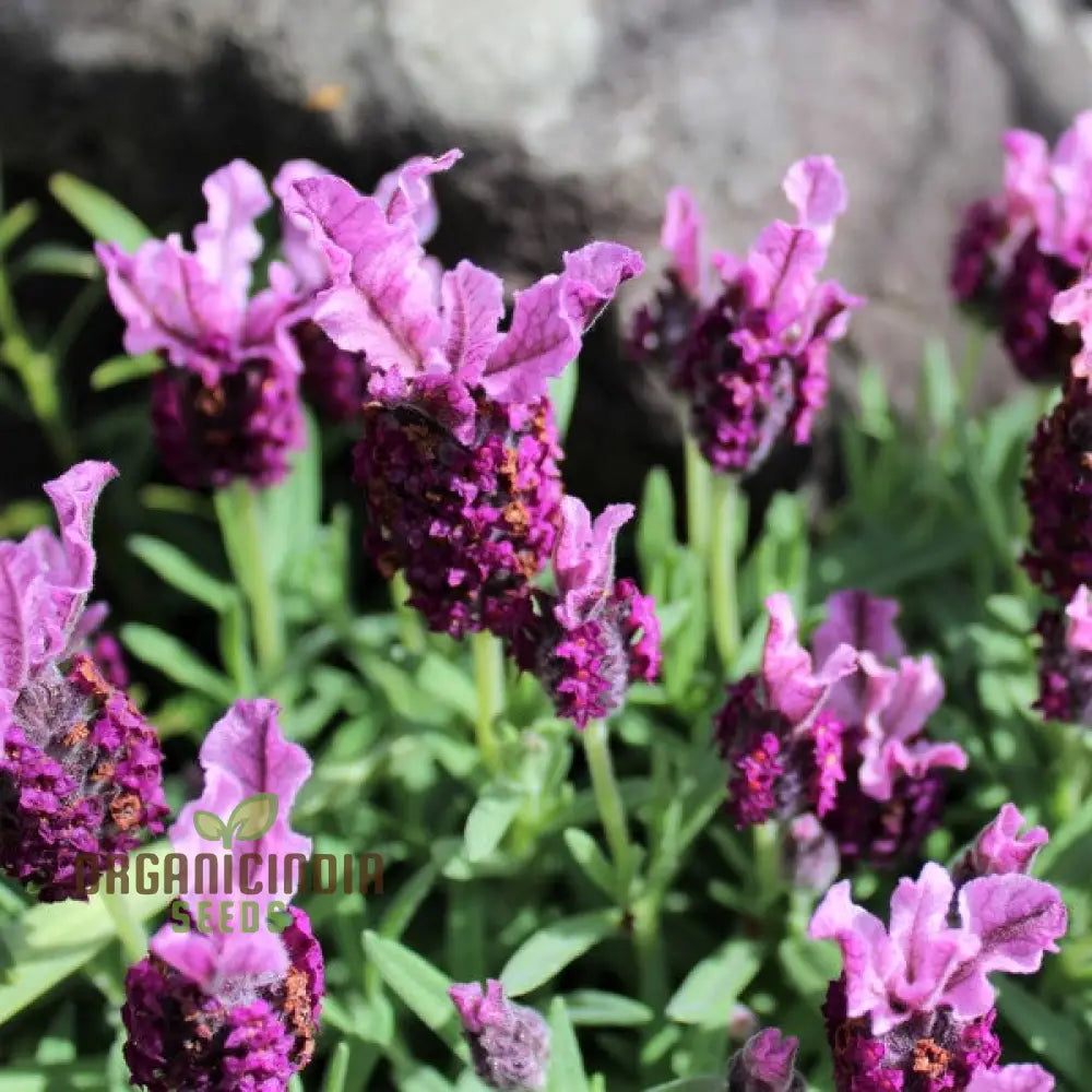 Lavender Bandera Pink Flower Seeds Cultivate Tranquility And Beauty In Your Garden With Expert Tips