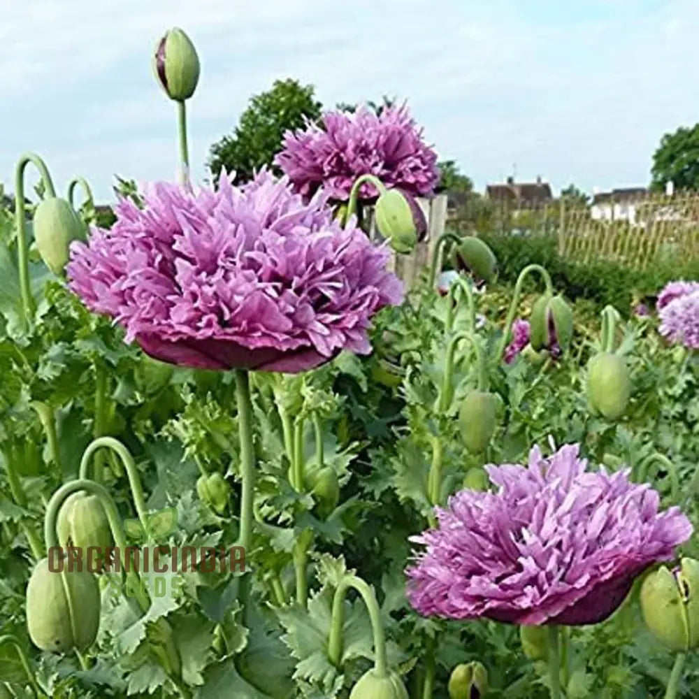 Lavender Double Poppy Flower Seeds Cultivating Beauty And Tranquility In Your Garden With Expert