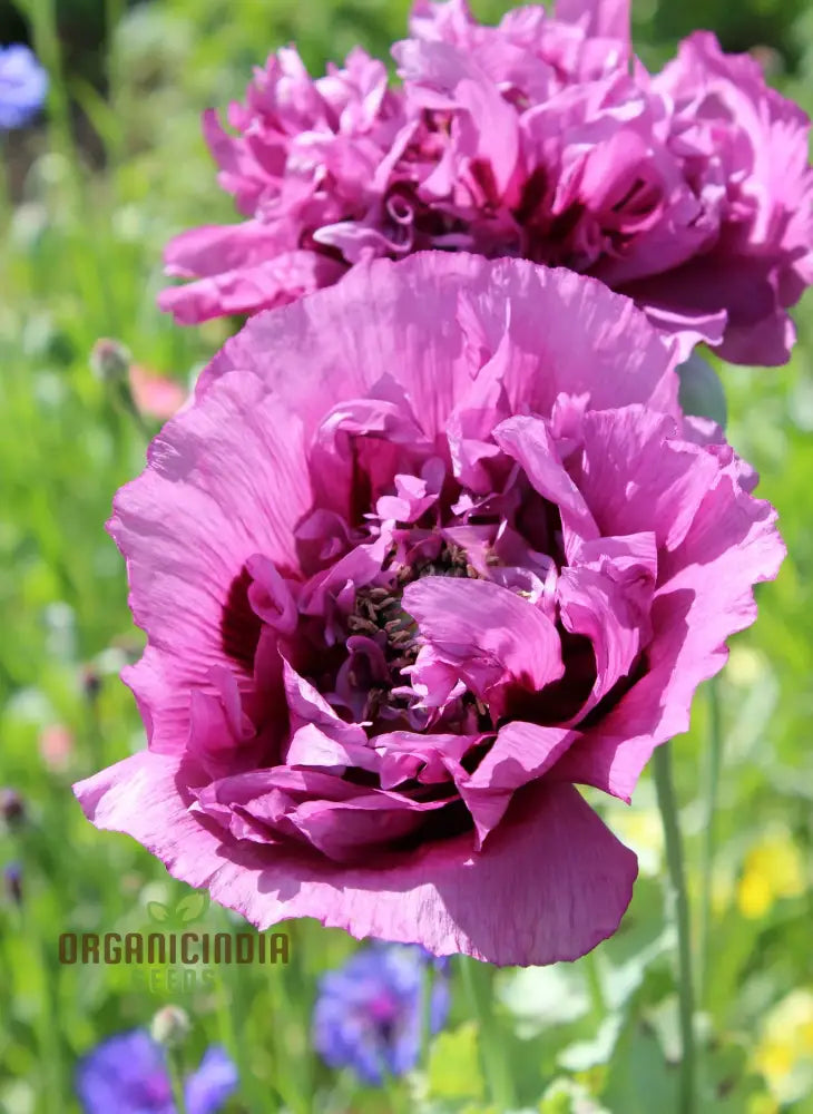 Lavender Double Poppy Flower Seeds Cultivating Beauty And Tranquility In Your Garden With Expert