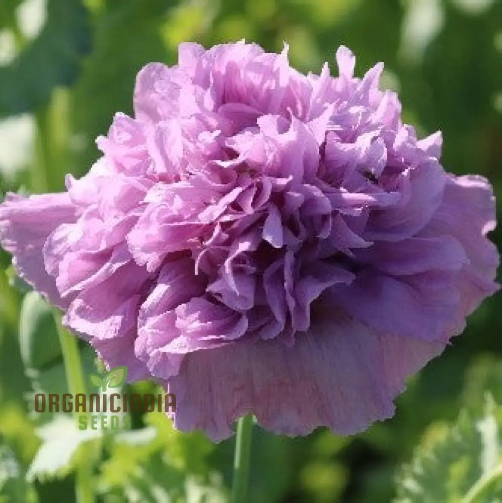 Lavender Double Poppy Flower Seeds Cultivating Beauty And Tranquility In Your Garden With Expert