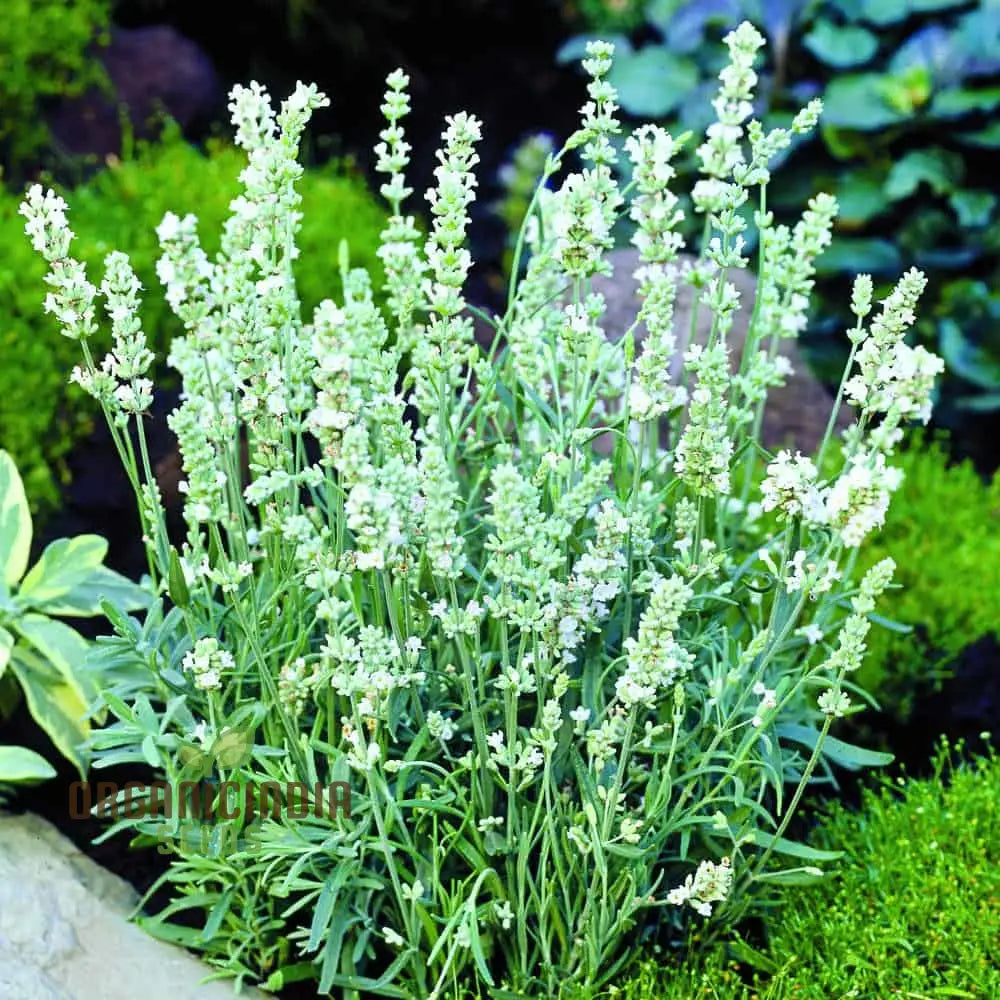 Lavender Ellagance Snow Seeds Premium Gardening For Beautiful Fragrant Gardens Herb