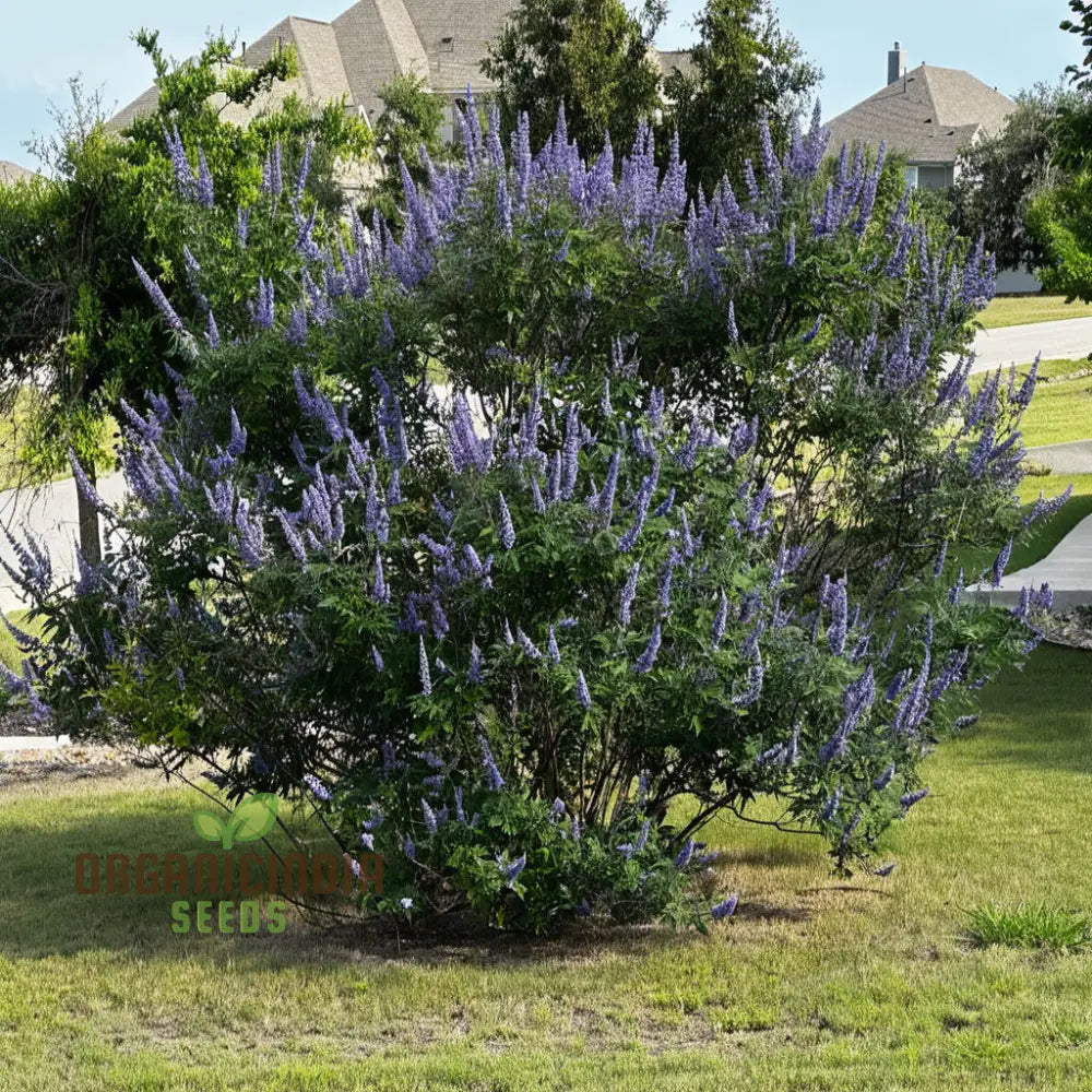 Lavender Vitex Castus Tree Seeds - Cultivate Serenity In Your Garden Perennials