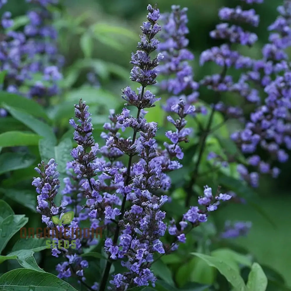 Lavender Vitex Castus Tree Seeds - Cultivate Serenity In Your Garden Perennials