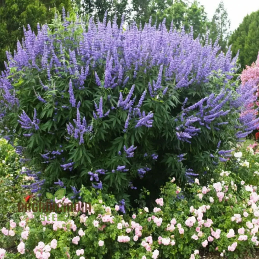 Lavender Vitex Castus Tree Seeds - Cultivate Serenity In Your Garden Perennials