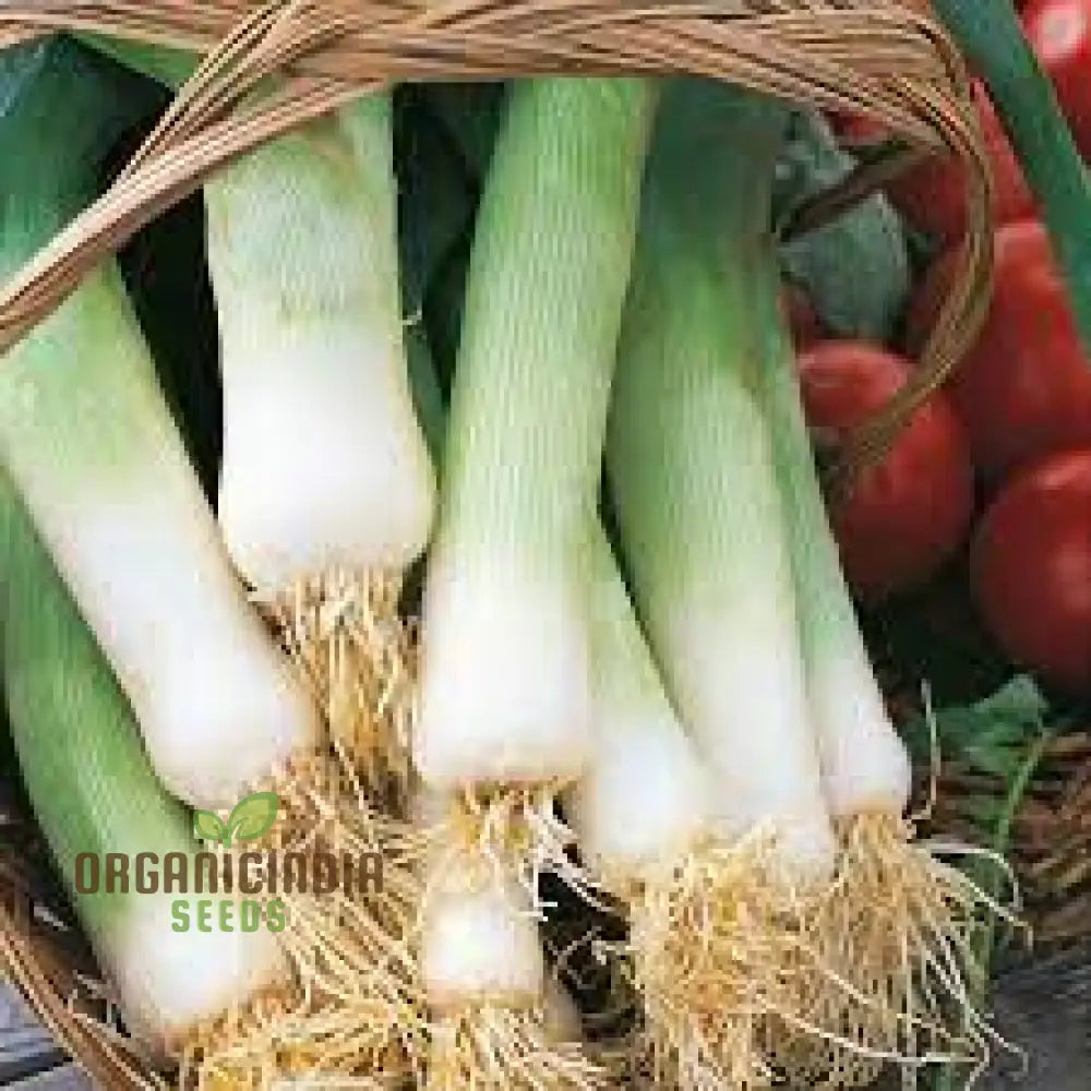 Leek Blue Solaise Seeds For Vibrant Gardening | Heirloom Vegetable Your Sustainable Garden