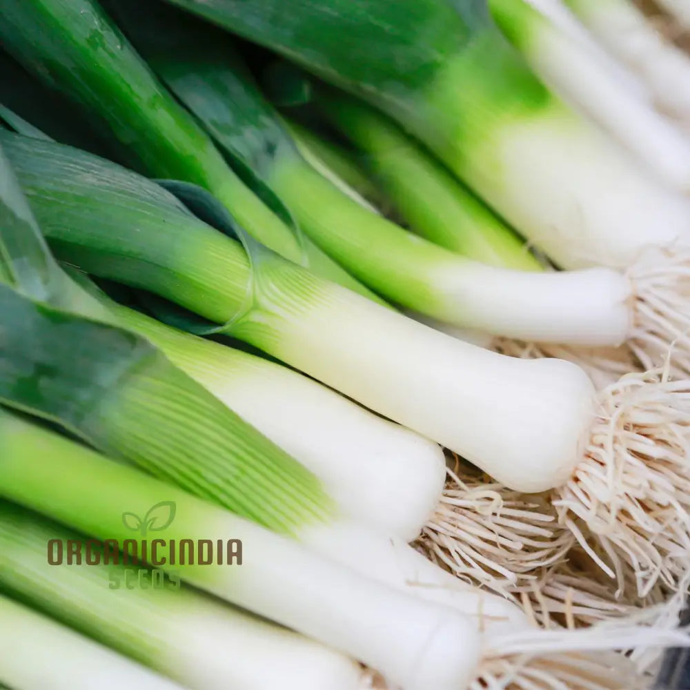 Leek Giant Winter Vegetable Seeds For Planting Premium Quality Your Garden