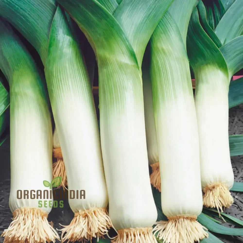 Leek Giant Winter Vegetable Seeds For Planting Premium Quality Your Garden