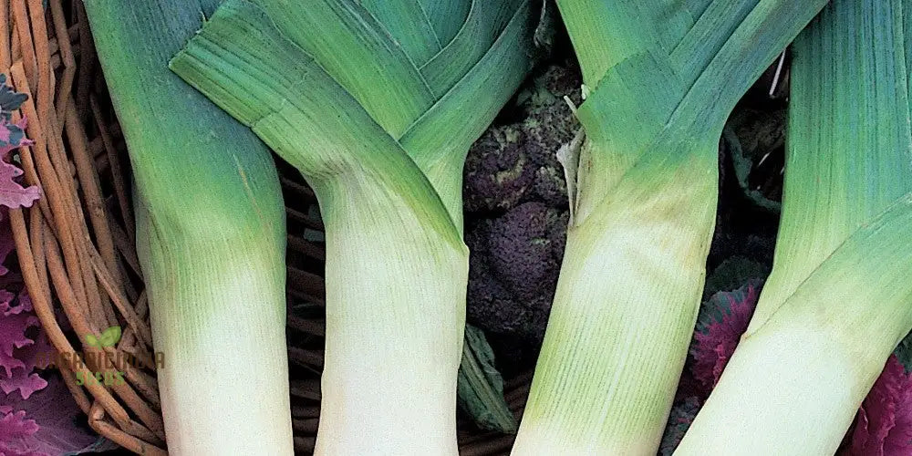 Leek Giant Winter Vegetable Seeds For Planting Premium Quality Your Garden