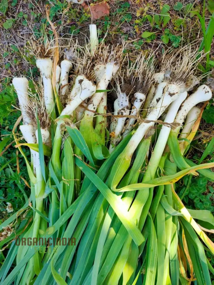 Leek - Heirloom Mix Vegetable Seeds For Planting Grow A Varied Selection Of Delicious Leeks