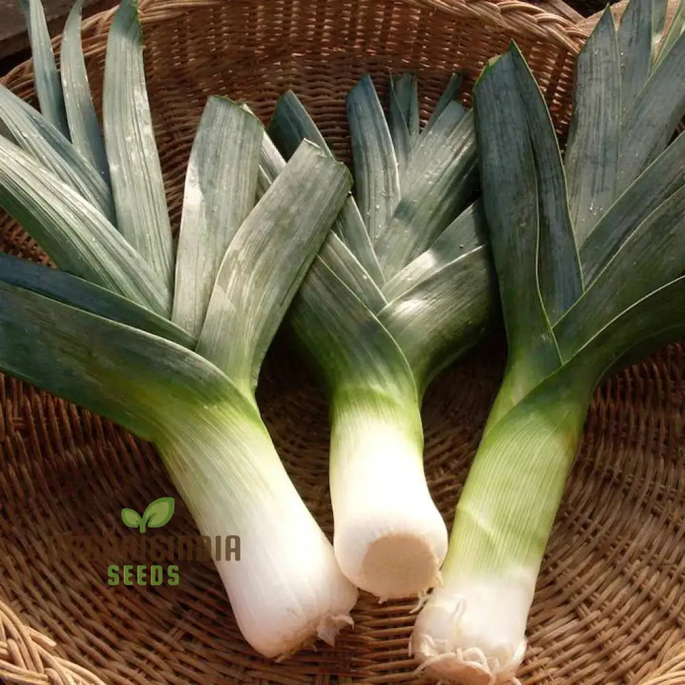 Leek - Heirloom Mix Vegetable Seeds For Planting Grow A Varied Selection Of Delicious Leeks