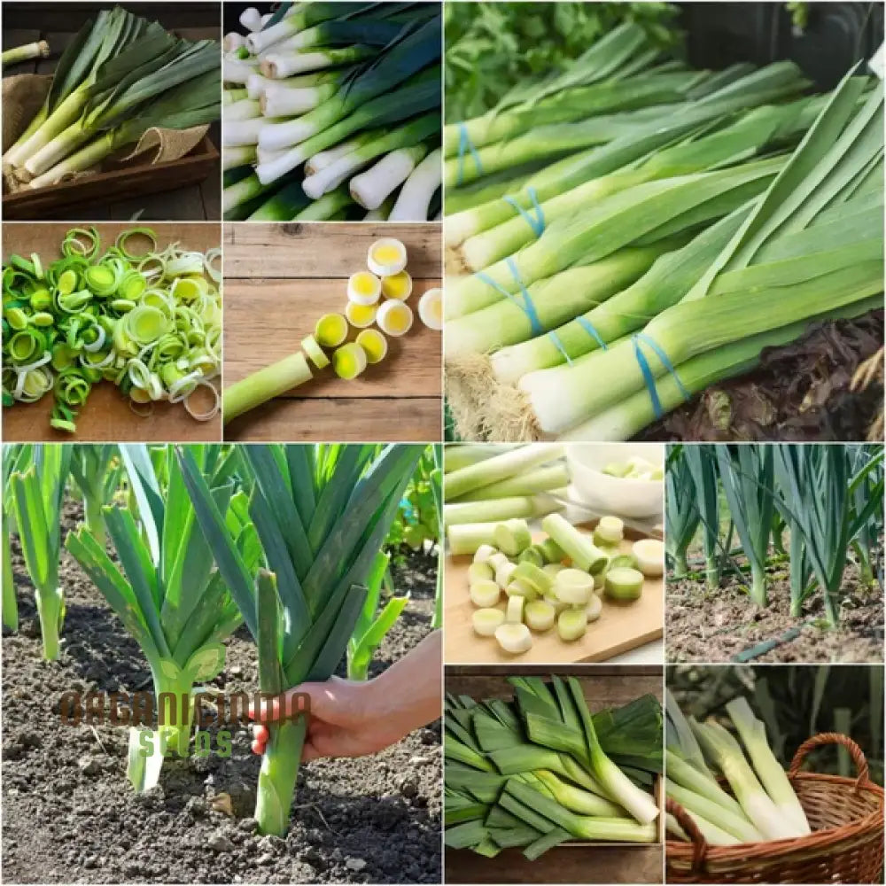 Leek - Heirloom Mix Vegetable Seeds For Planting Grow A Varied Selection Of Delicious Leeks