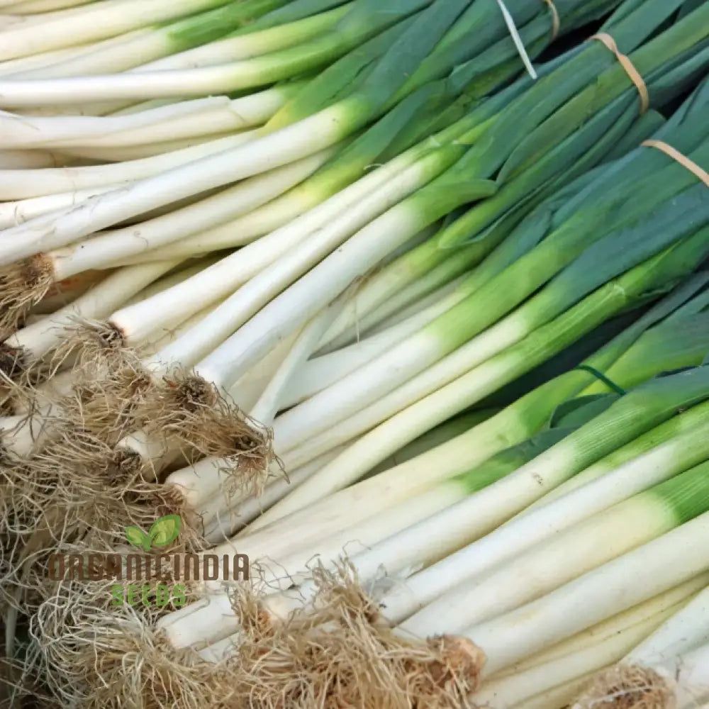 Leek - Heirloom Mix Vegetable Seeds For Planting Grow A Varied Selection Of Delicious Leeks