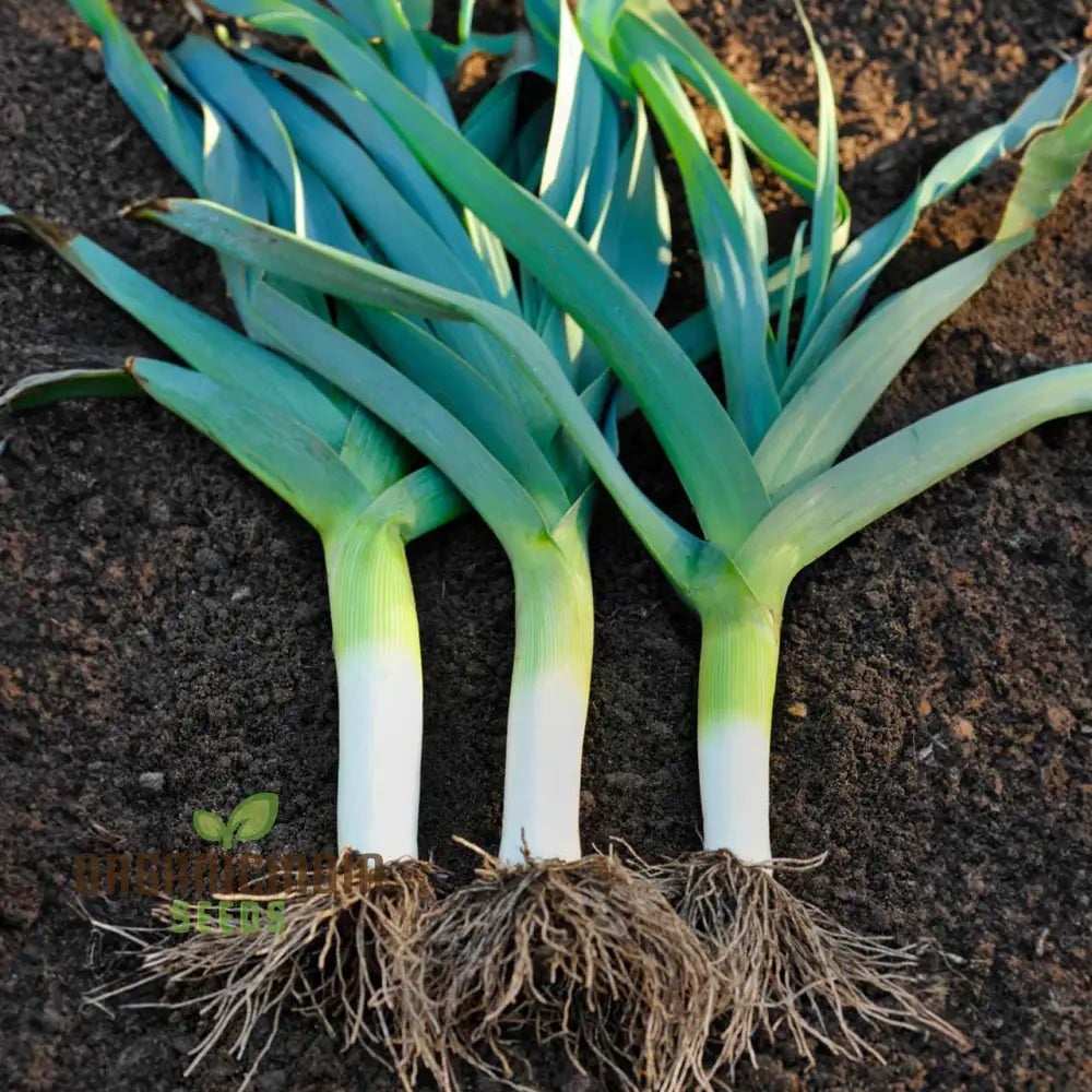 Leek - Heirloom Mix Vegetable Seeds For Planting Grow A Varied Selection Of Delicious Leeks