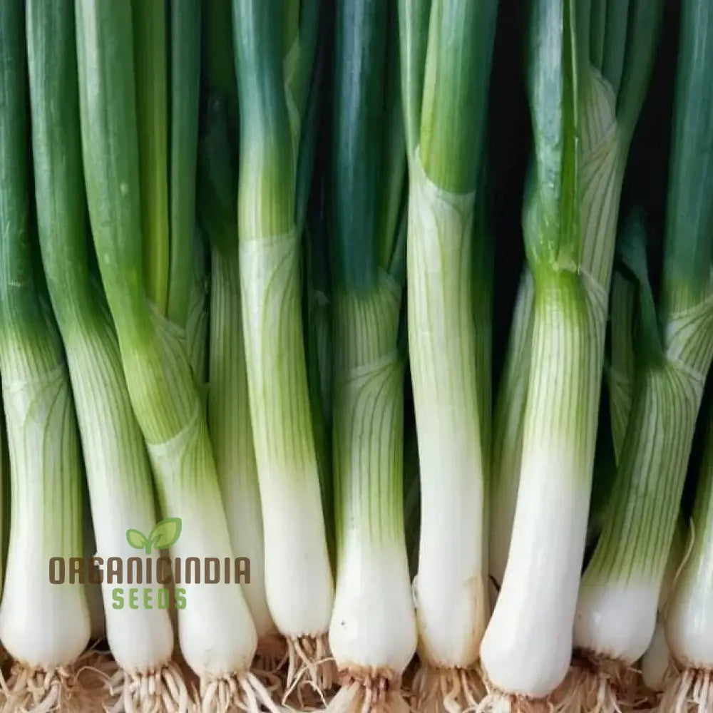 Leek Tadorna Seeds For Vibrant Gardening | Premium Garden Hearty Harvests