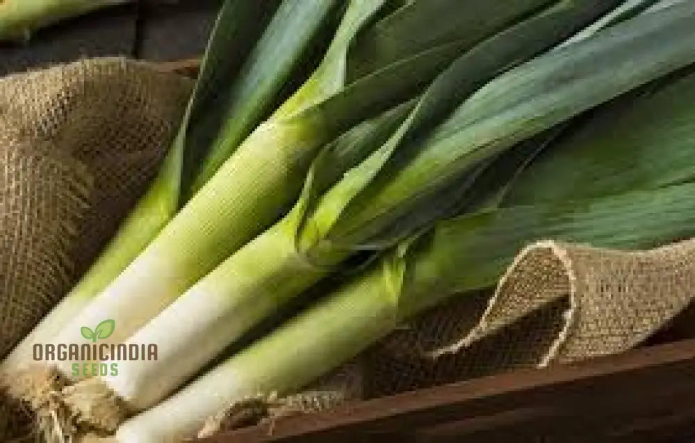 Leek Tadorna Seeds For Vibrant Gardening | Premium Garden Hearty Harvests