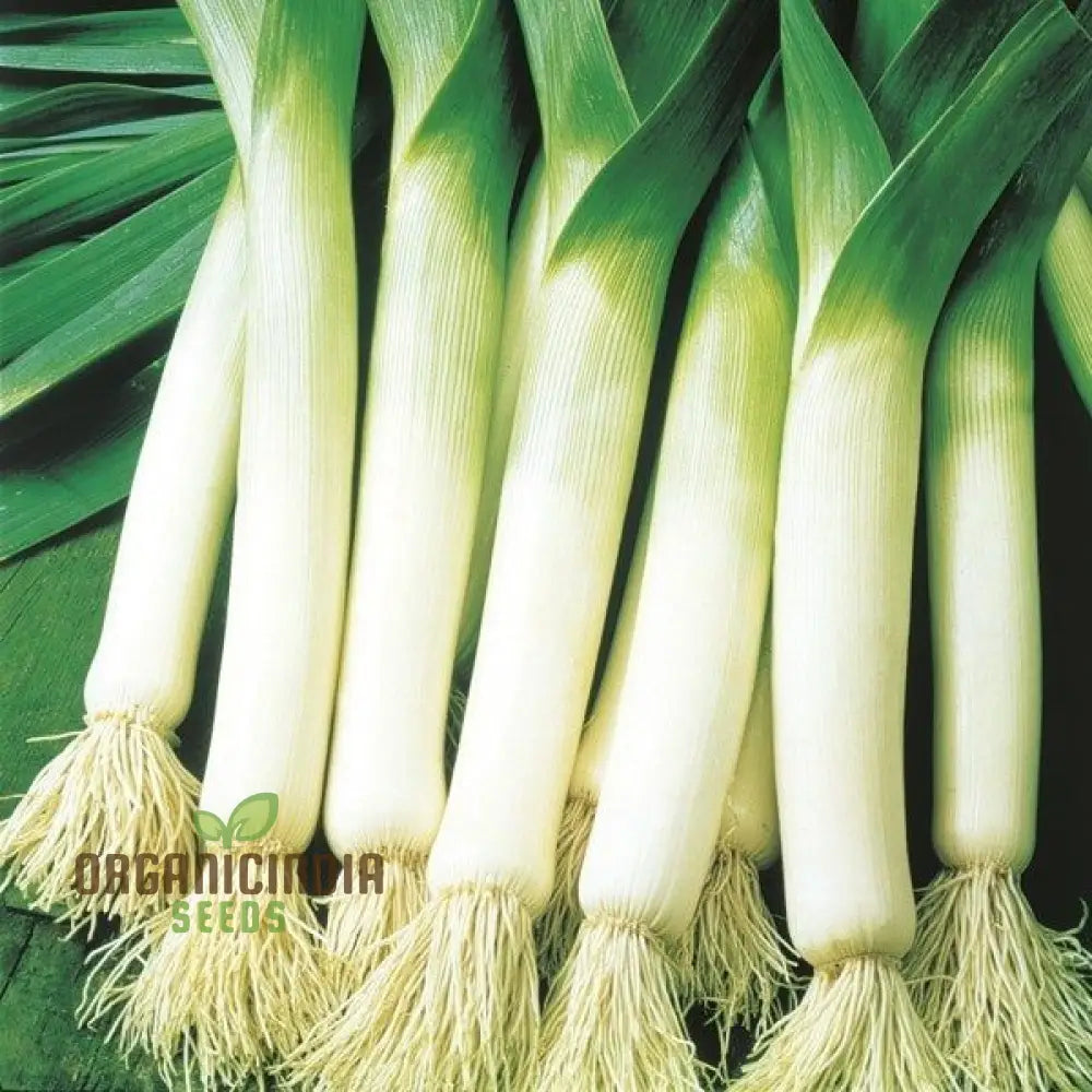 Leek Tadorna Seeds For Vibrant Gardening | Premium Garden Hearty Harvests