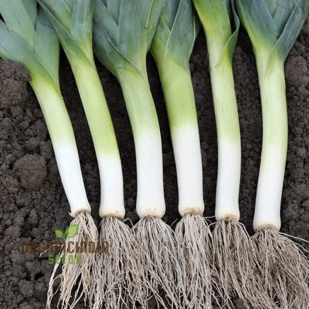 Leek Tornado Vegetable Seeds Cultivate Long Flavorful Leeks With Expert Tips On Successful Growth