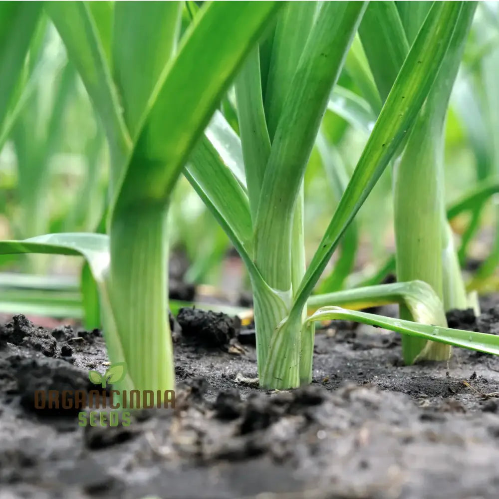 Leek Tornado Vegetable Seeds Cultivate Long Flavorful Leeks With Expert Tips On Successful Growth