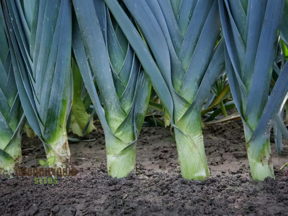 Leek Tornado Vegetable Seeds Cultivate Long Flavorful Leeks With Expert Tips On Successful Growth