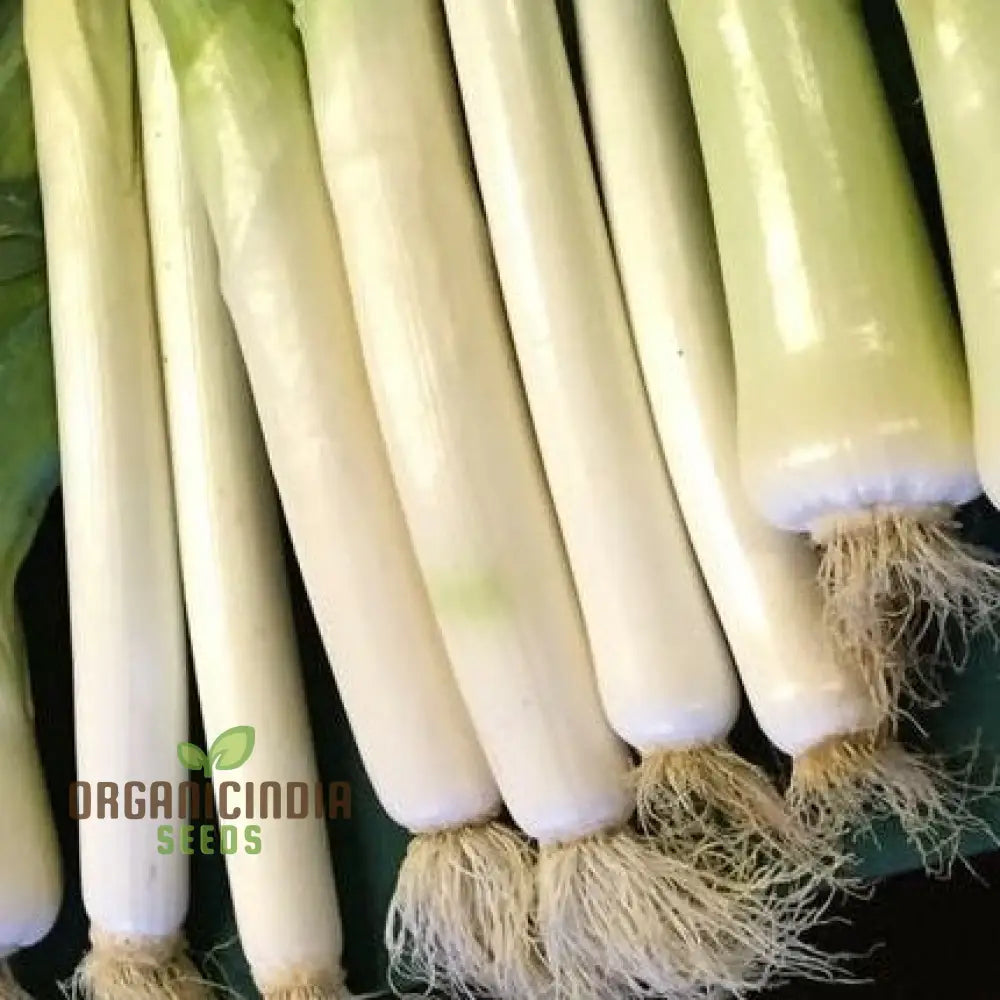 Leek Tornado Vegetable Seeds Cultivate Long Flavorful Leeks With Expert Tips On Successful Growth