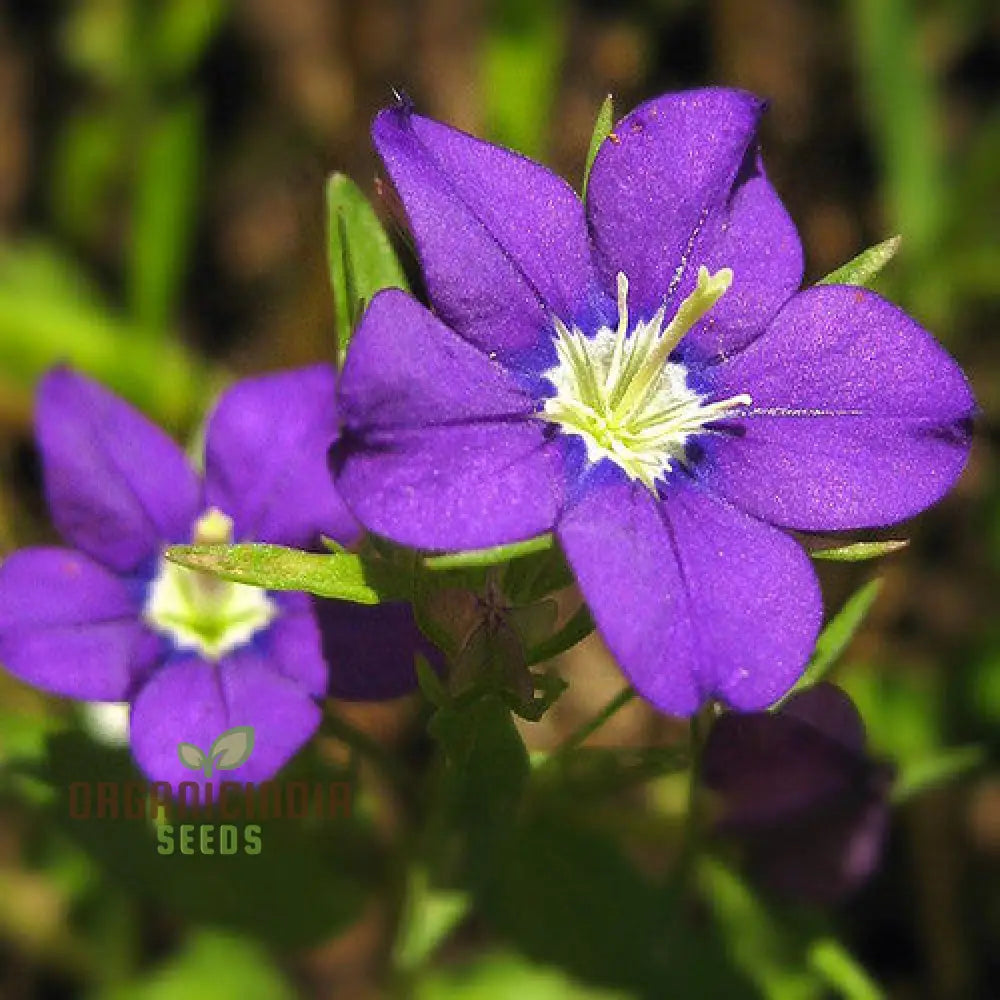 Legousia â€™Devon Skyâ€™ Seeds â€“ Elevate Your Gardening Experience With Exquisite Blooms And