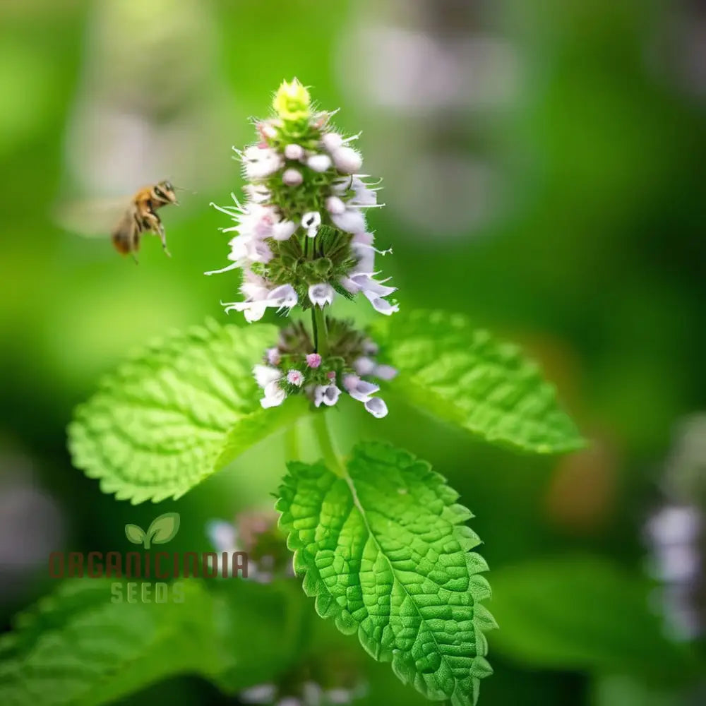 Lemon Balm Blossom Seeds - Fragrant And Flavorful Blooms For Your Garden