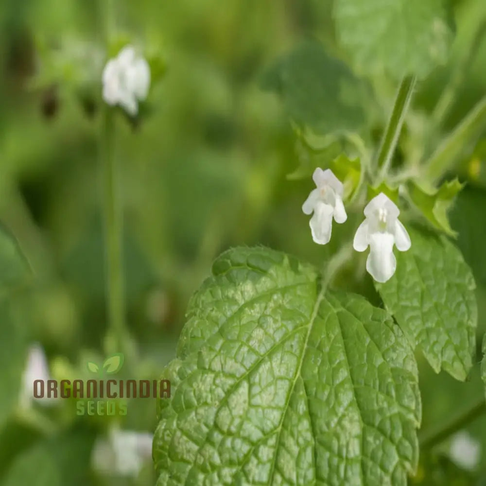 Lemon Balm Blossom Seeds - Fragrant And Flavorful Blooms For Your Garden