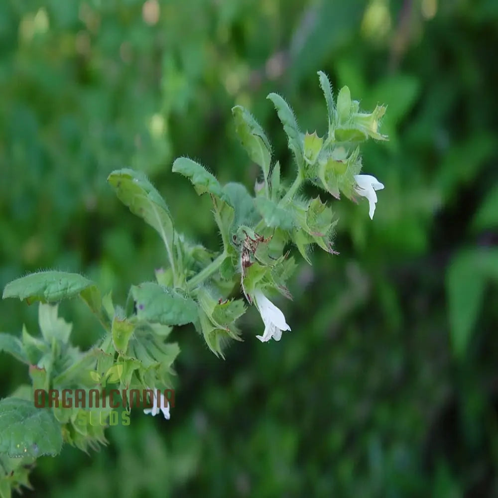 Lemon Balm Blossom Seeds - Fragrant And Flavorful Blooms For Your Garden