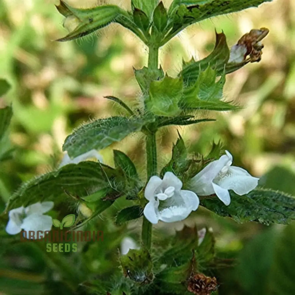 Lemon Balm Blossom Seeds - Fragrant And Flavorful Blooms For Your Garden